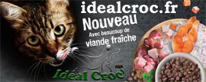 crquettes chat
